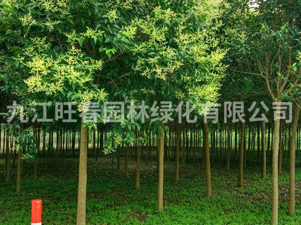 大葉女貞